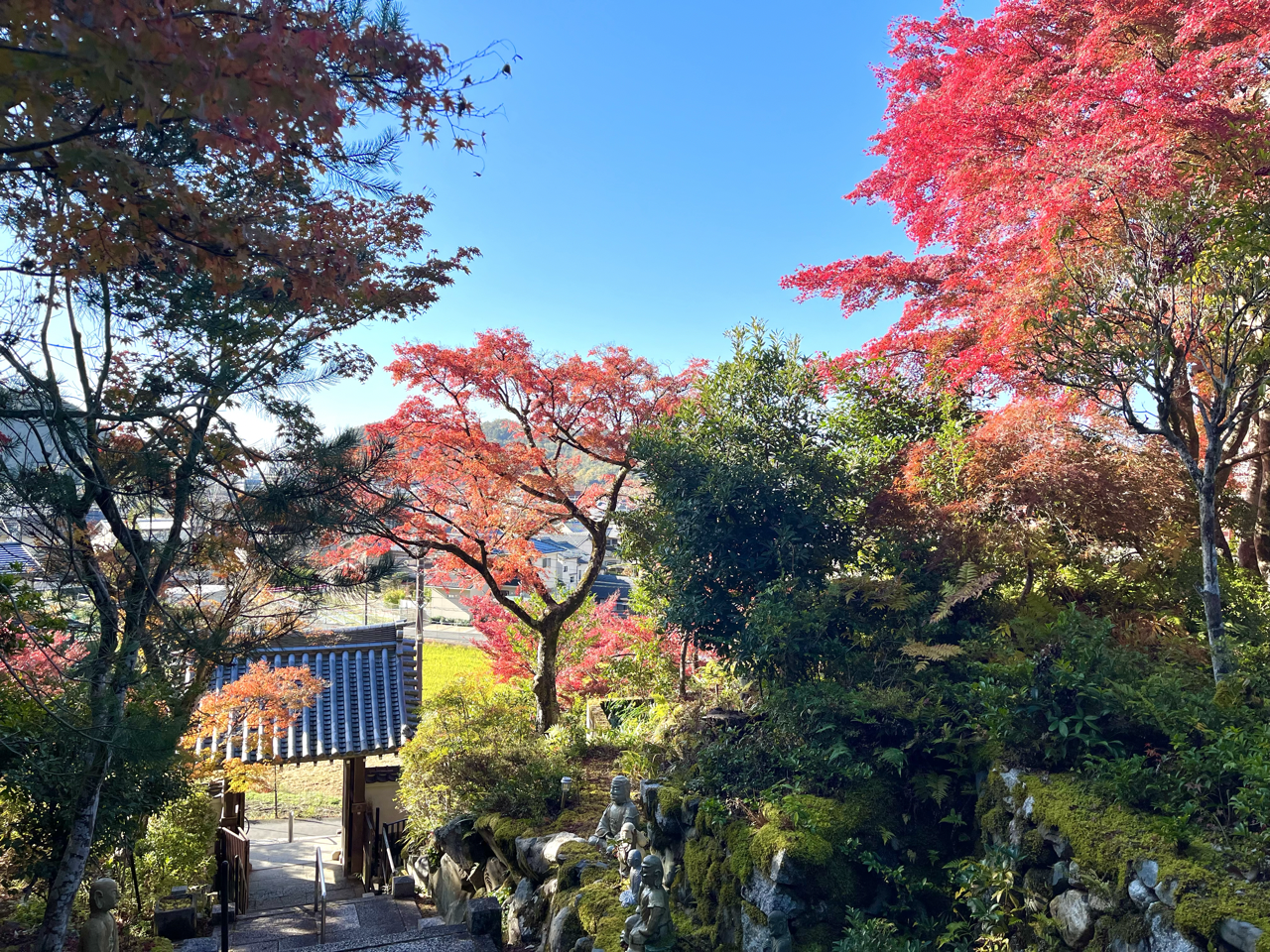 Le Temple bouddhiste Shingon Sanmyō-in (三明院) et la magie de ses Érables Rouges flamboyant Koyo 紅葉